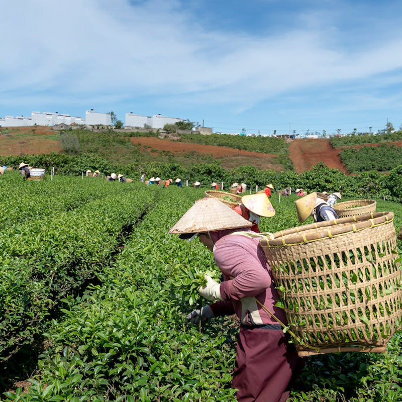 The Origin of Tea: A Long-Standing History